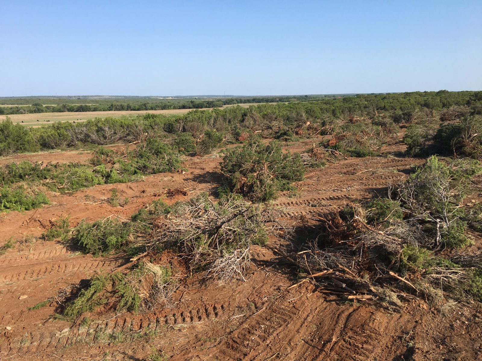 Brush and cedar clearing on rural Texas acreage